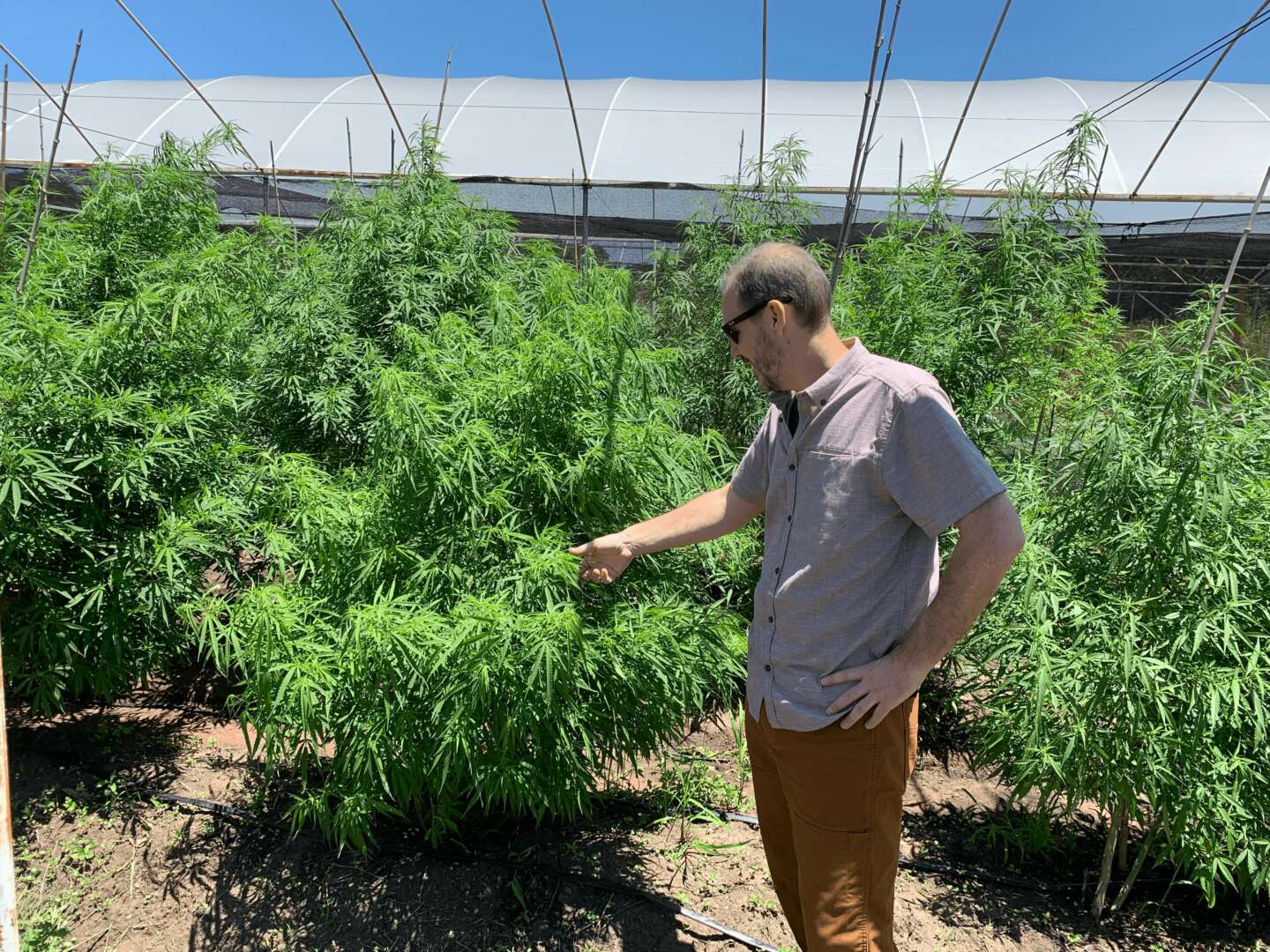 Bob Hoban inspecting cannabis plants in greenhouse